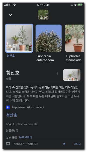 사진속에 있는것은 청산호라는 식물이다
