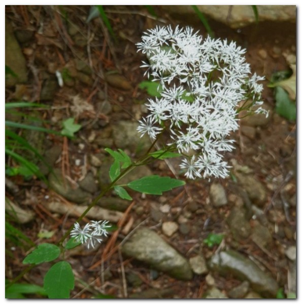 식용 봄철 봄나물 종류