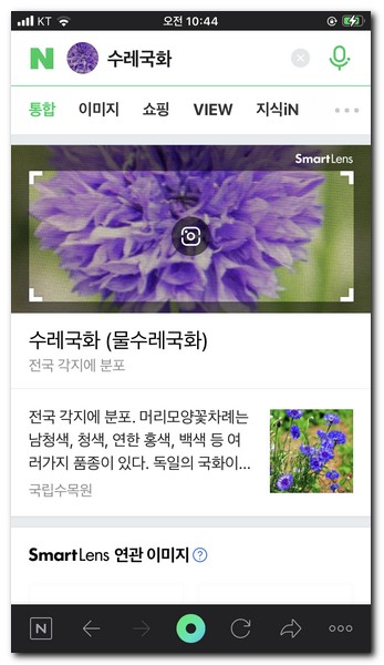 수레국화에 대한 결과를 볼 수 있다.