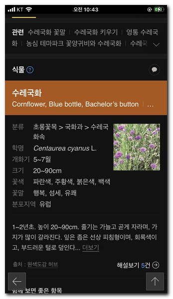 수레국화의 종류라는것을 알 수 있다