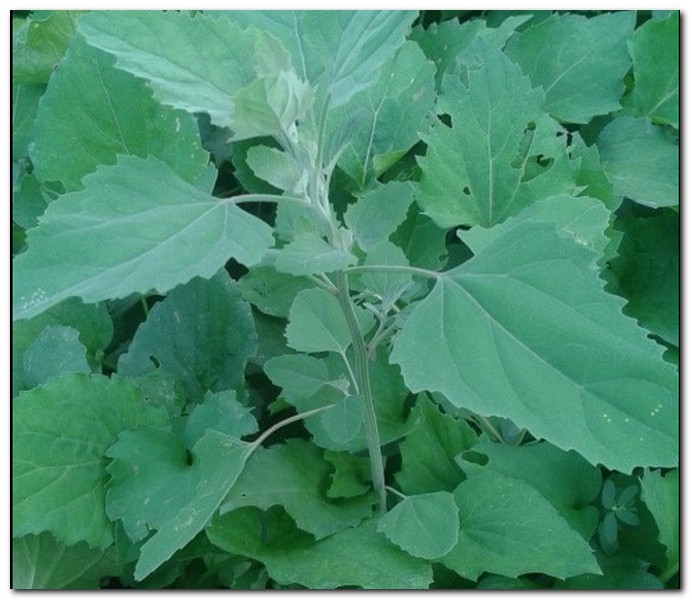 식용 봄철 봄나물 종류