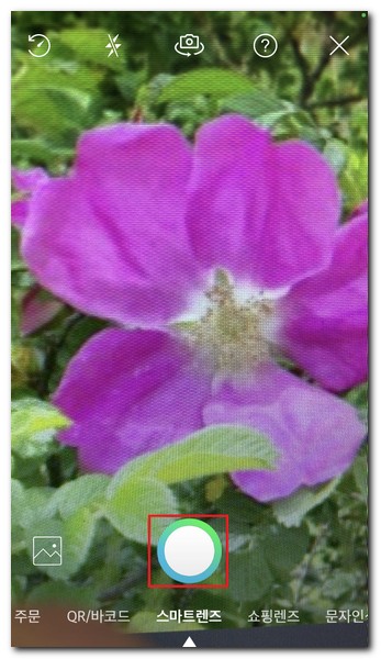 네이버 스마트렌즈 꽃검색