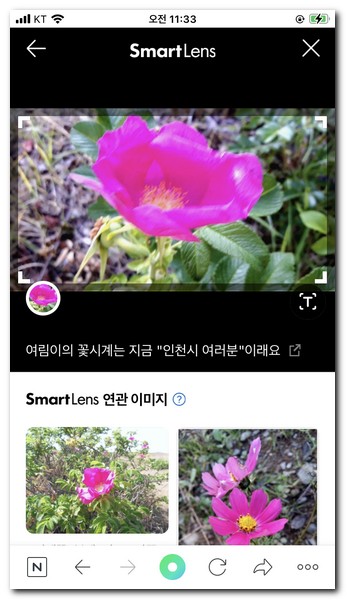네이버 스마트렌즈 꽃검색