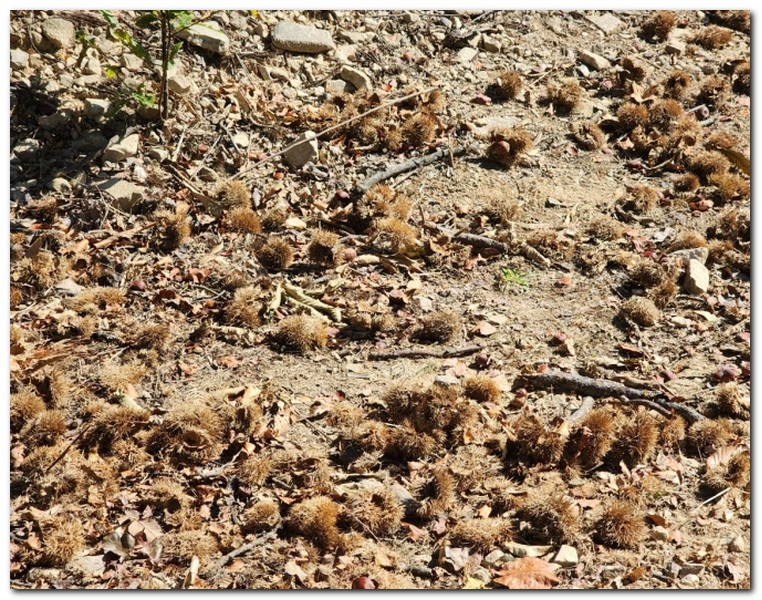 부산 밤 줍기 체험