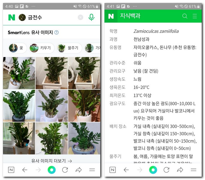 네이버 스마트렌즈로 식물이름검색