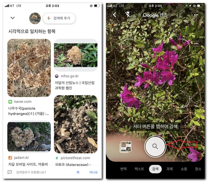 철쭉꽃 이름 찾기