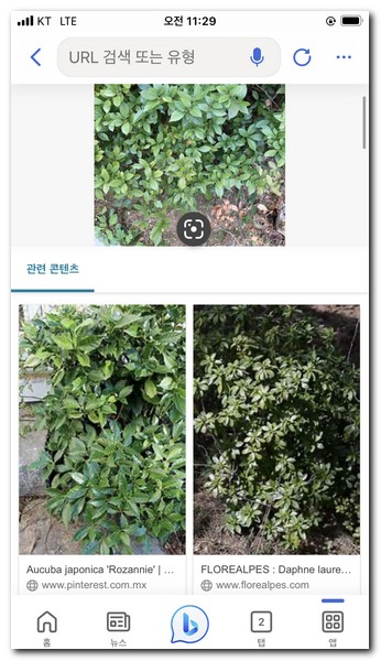 빙 식물 검색 결과