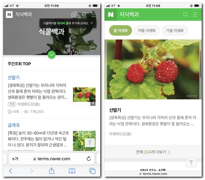 네이버 식물백과사전