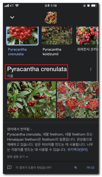 검색결과가 나타나게 되고 찾은 식물의 이미지를 확인한다