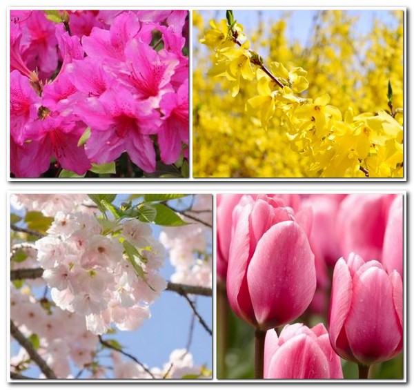 따뜻한 봄에 피는 봄꽃 종류