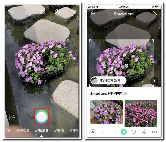 꽃검색 하는법 네이버 스마트렌즈 사진찍어 꽃이름 찾기